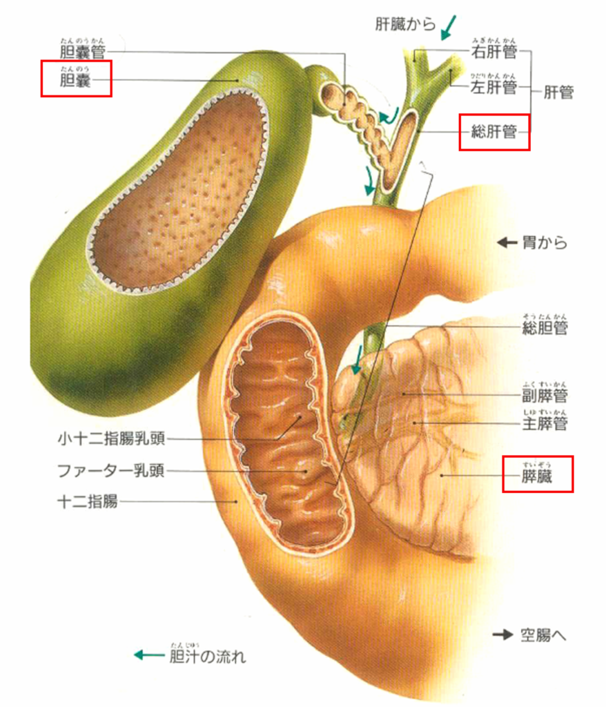 膵臓、胆管、胆嚢イメージ