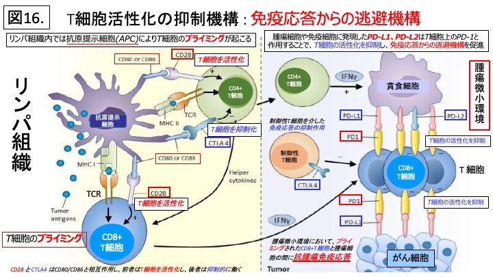 T細胞活性化の抑制機構